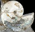Gorgeous Hoploscaphites Ammonite Cluster - South Dakota #46866-3
